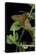 Deilephila Porcellus (Small Elephant Hawk Moth)-Paul Starosta-Premier Image Canvas