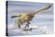 Deinonychus Antirrhopus Preys on a Fish-null-Stretched Canvas