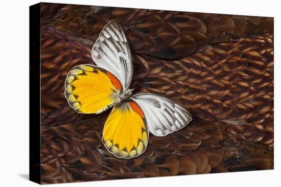 Delias Butterfly on Cooper Pheasant Feather Design-Darrell Gulin-Premier Image Canvas