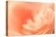 Delicate Abstract Orange Rosy Background-malija-Premier Image Canvas