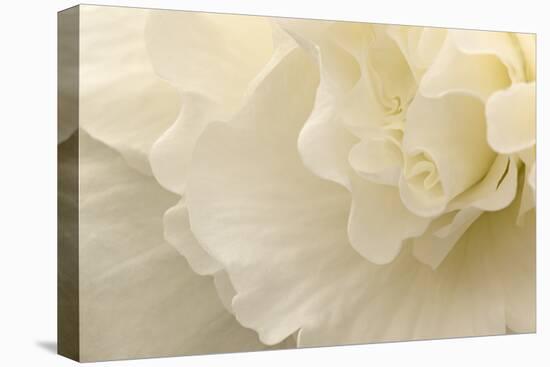 Delicate Begonia II-Rita Crane-Premier Image Canvas