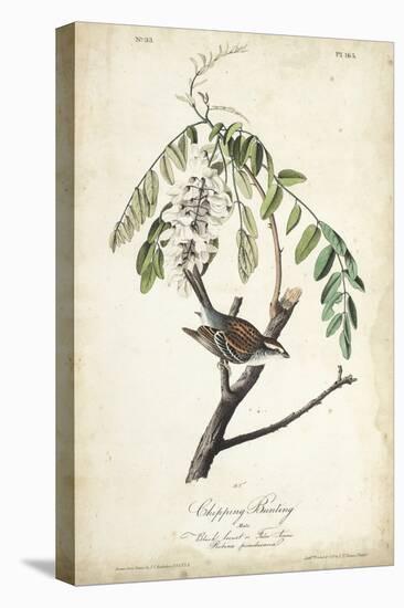 Delicate Bird and Botanical I-John James Audubon-Stretched Canvas