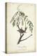 Delicate Bird and Botanical I-John James Audubon-Stretched Canvas