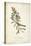 Delicate Bird and Botanical II-John James Audubon-Stretched Canvas