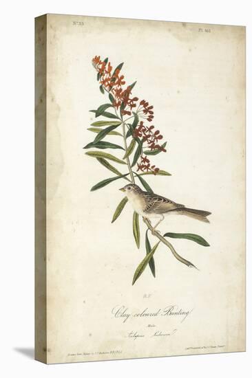 Delicate Bird and Botanical II-John James Audubon-Stretched Canvas