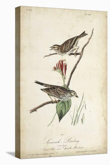 Delicate Bird and Botanical III-John James Audubon-Stretched Canvas