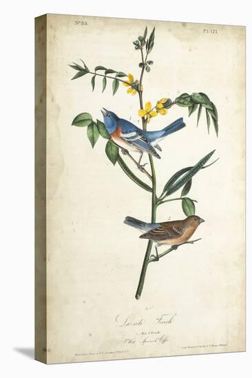 Delicate Bird and Botanical IV-John James Audubon-Stretched Canvas
