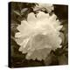 Delicate Blossom-Herb Dickinson-Premier Image Canvas