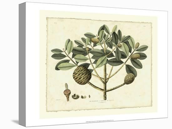 Delicate Botanical IV-Samuel Curtis-Stretched Canvas