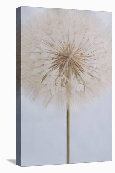 Delicate Dandelion-Unknown Uplusmestudio-Premier Image Canvas