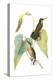 Delicate Hummingbird II-Vision Studio-Stretched Canvas