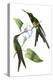 Delicate Hummingbird III-Vision Studio-Stretched Canvas