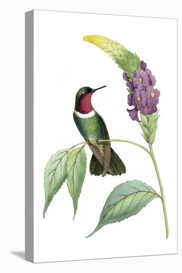 Delicate Hummingbird IV-Vision Studio-Stretched Canvas