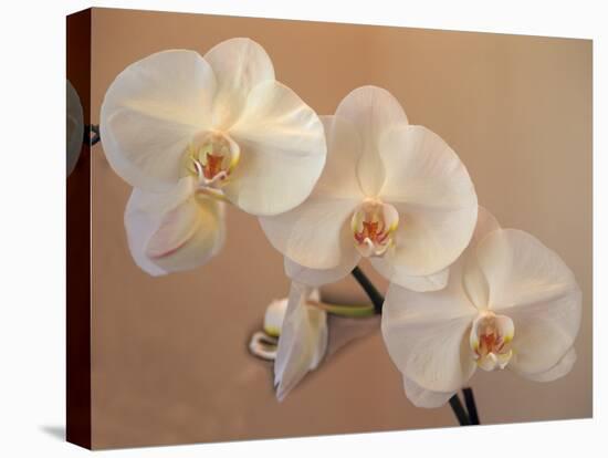 Delicate Orchids Blooming on the Big Island, Hawaii, USA-Jerry Ginsberg-Premier Image Canvas