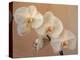 Delicate Orchids Blooming on the Big Island, Hawaii, USA-Jerry Ginsberg-Premier Image Canvas