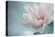 Delicate pink-Heidi Westum-Premier Image Canvas