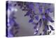 Delicate Wisteria I-Rita Crane-Premier Image Canvas