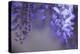 Delicate Wisteria II-Rita Crane-Premier Image Canvas