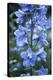 Delphinium (Delphinium Belladonna Group)-Maxine Adcock-Premier Image Canvas