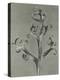 Delphinium-Karl Blossfeldt-Stretched Canvas