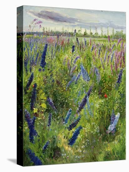 Delphiniums and Emerging Sun, 1991-Timothy Easton-Premier Image Canvas