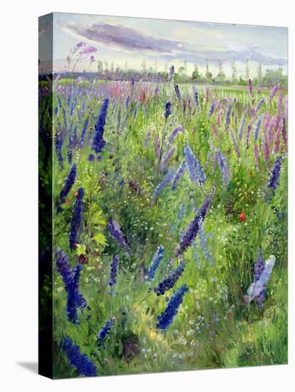 Delphiniums and Emerging Sun-Timothy Easton-Premier Image Canvas