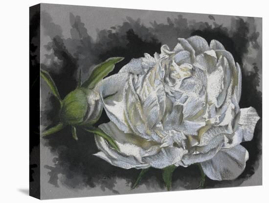 Demure-Barbara Keith-Premier Image Canvas