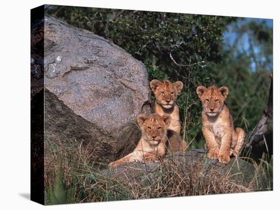 Den of Lion Cubs, Serengeti, Tanzania-Dee Ann Pederson-Premier Image Canvas