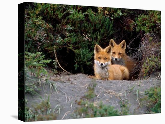 Den of Red Foxes, Kamchatka, Russia-Daisy Gilardini-Premier Image Canvas