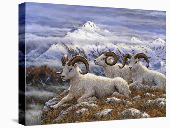 Denali Rams-Jeff Tift-Premier Image Canvas