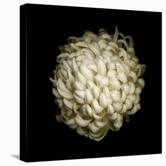 Dendra C3: White Chrysanthemum-Doris Mitsch-Premier Image Canvas