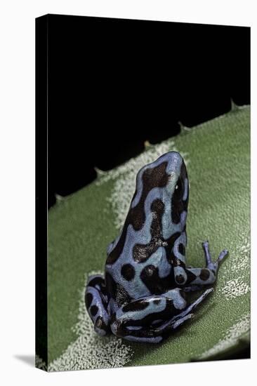 Dendrobates Auratus F. Blue (Green and Black Poison Dart Frog)-Paul Starosta-Premier Image Canvas