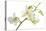 Dendrobium Emma White-Fabio Petroni-Premier Image Canvas