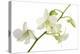 Dendrobium Emma White-Fabio Petroni-Premier Image Canvas