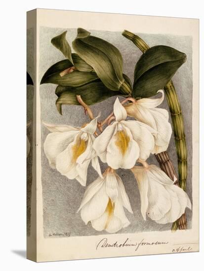 Dendrobium Formosum, C.1839-Samuel Holden-Premier Image Canvas