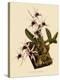 Dendrobium Treacherianum-John Nugent Fitch-Premier Image Canvas