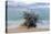 Denis Island, Seychelles-Sergio Pitamitz-Premier Image Canvas
