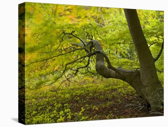 Denmark, Island Moen, Old Beech Tree in the Forest of Mon's Klint, Klinteskoven-K. Schlierbach-Premier Image Canvas