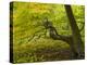 Denmark, Island Moen, Old Beech Tree in the Forest of Mon's Klint, Klinteskoven-K. Schlierbach-Premier Image Canvas