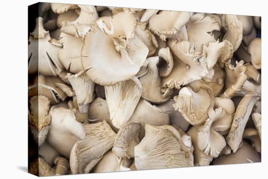 Denmark, Zealand, Copenhagen, Torvehallerne Kph, Mushrooms-Walter Bibikow-Premier Image Canvas