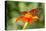 Dennis Goodman Butterfly-Dennis Goodman-Premier Image Canvas