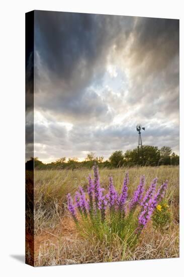 Dense Blazing Star (Liatris) and Windmill on Texas Prairie, Texas, USA-Larry Ditto-Premier Image Canvas