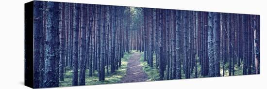 Dense Forest at Night-Anna Grigorjeva-Premier Image Canvas