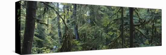 Dense Forest, Hoh Rainforest, Olympic National Park, Washington, USA-Paul Souders-Premier Image Canvas
