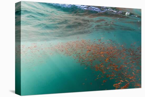 Dense Swarms of Juvenile Squat Lobster (Munida Gregaria) Off Akaroa-Michael Nolan-Premier Image Canvas