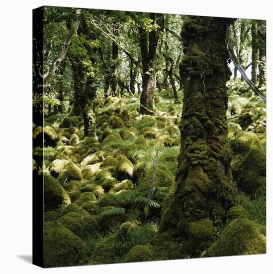 Derrycunnihy Oak Woods, County Kerry, Munster, Republic of Ireland, Europe-Andrew Mcconnell-Premier Image Canvas