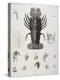 Description de l'Egypte : Zoologie, crustacé : homard-Salvadore Tresca-Premier Image Canvas