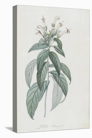 Description des plantes rares que l'on cultive à Navarre et à Malmaison-Pierre-Joseph Redouté-Premier Image Canvas