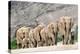 Desert-adapted Elephants-Tony Camacho-Premier Image Canvas