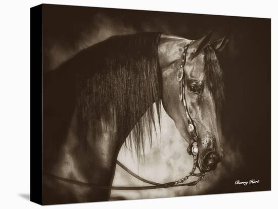 Desert Arabian-Barry Hart-Stretched Canvas